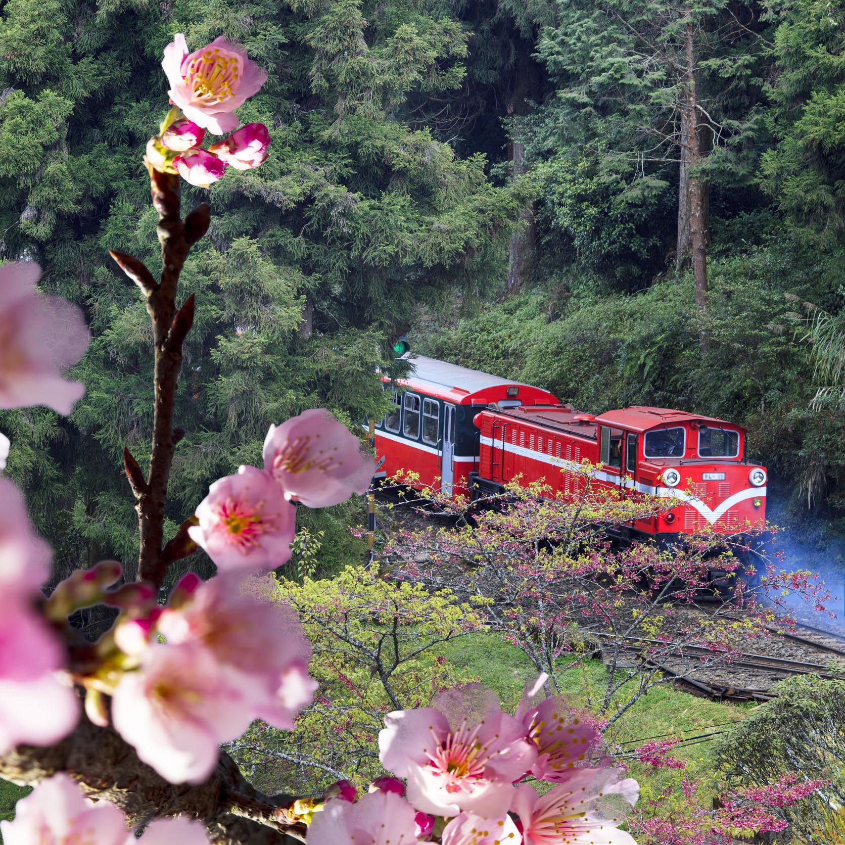 24393253 - forest train on railway with sakura in alishan national scenic area, taiwan, asia